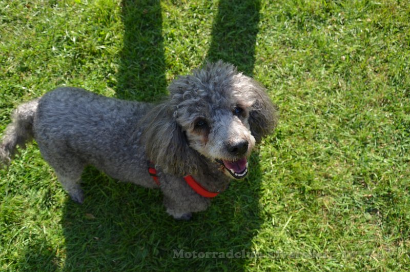 MCE Sommertreffen 2017 - 239.JPG